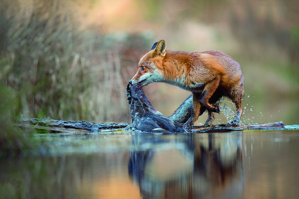 Oldřiška Konečná Czech Republic Fox on the hunt